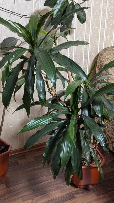 Срочно продам цветы комнатные Драцена ,Фикус