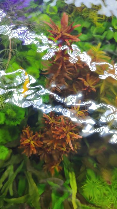 Rotala Blood Red