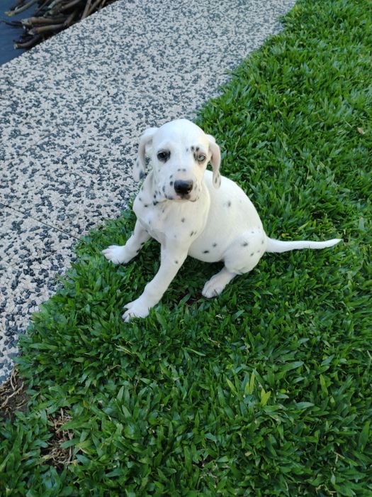 Dalmata disponivel