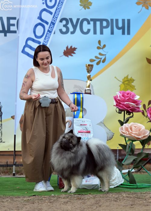 Вязка Вольфшпиц Кеесхонд