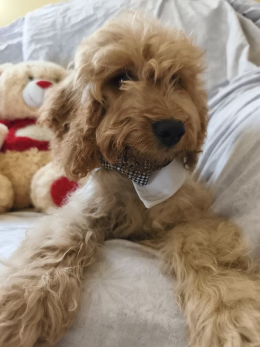 Cockapoo ostatnia suczka z lokami