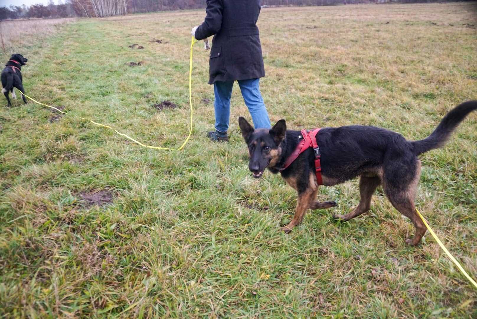 Owczarkowaty Koda pilnie szuka domu!