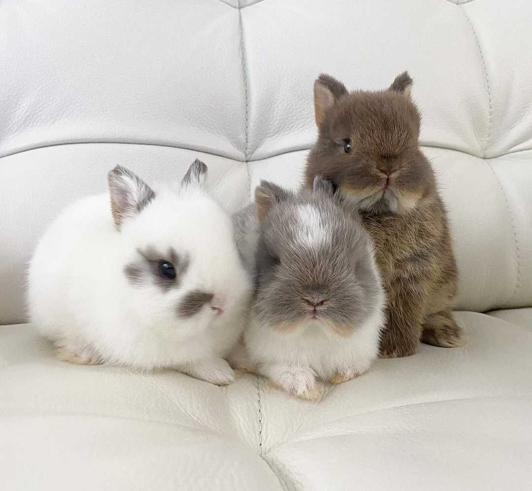 Coelhos anões bebés + gaiola nova + alimentação adequada