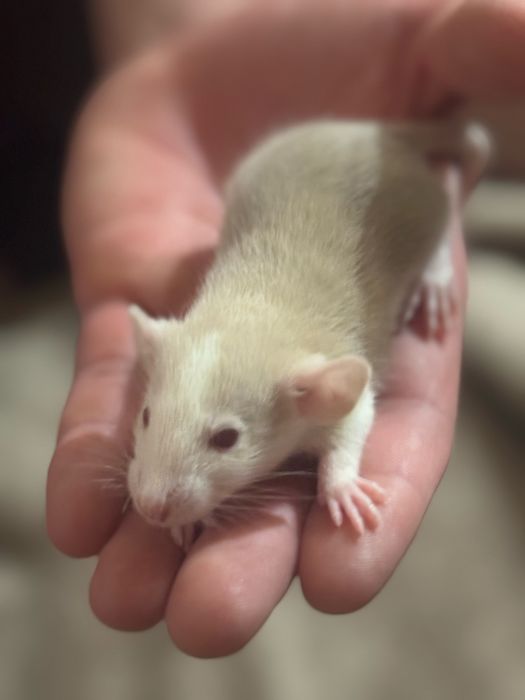 Крисенята декоративні Хаскі. Щури декоративні Хаскі