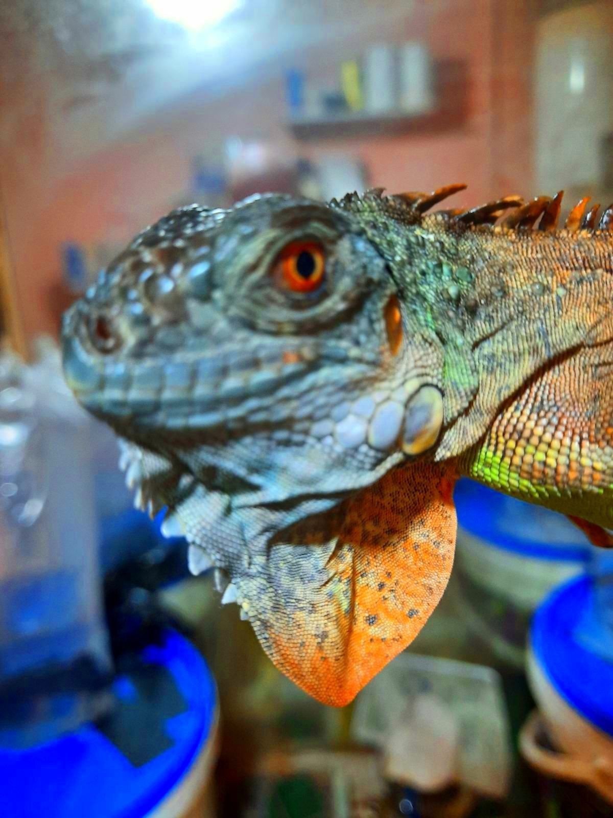 Красная игуана (Iguana iguana "Red")