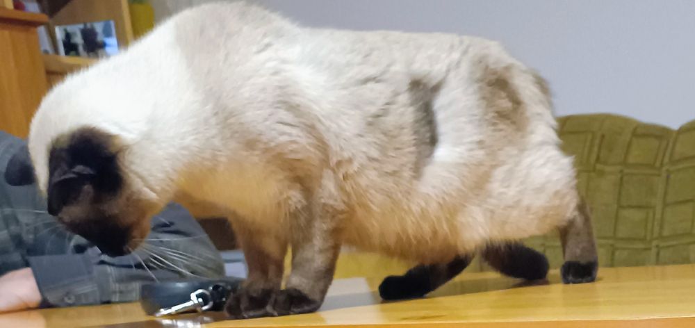 Kotka młoda syjamka