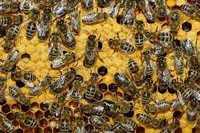 Продам бджолосім*ї  з вуликами та відводки (бджолопакети)