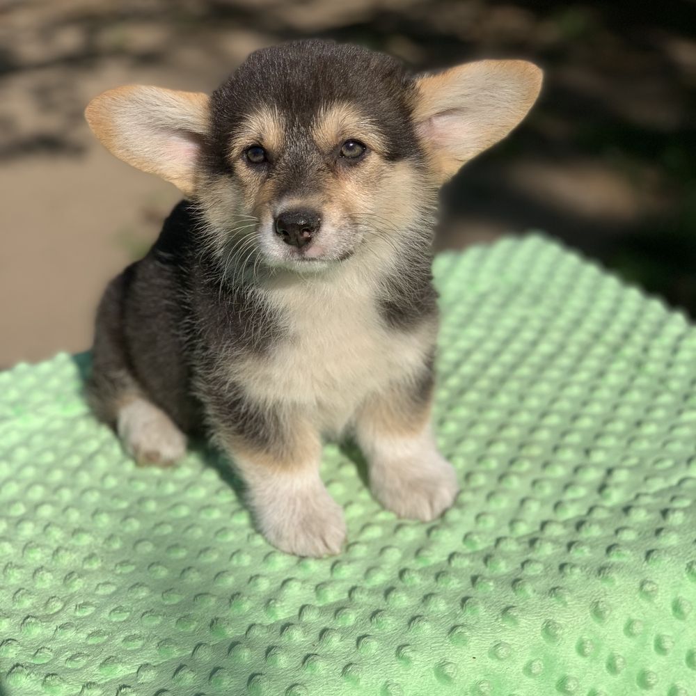 corgi dziewczynka