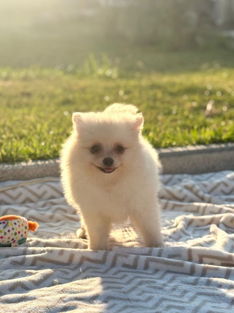 Lulu da Pomerânia menina Miniatura