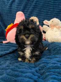 Cavapoo - King charles spaniel + pudel toy, piesek