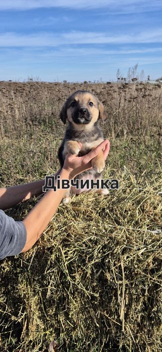 Маленькі собачки