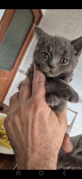 Menino scottish straigth azul