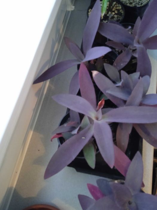 Trzykrotka purpurowa -sadzonki rośliny kwiaty doniczkowe