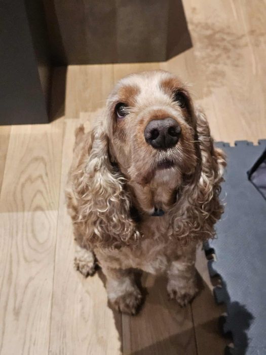 Dorosły 8-letni Cocker Spaniel do adopcji