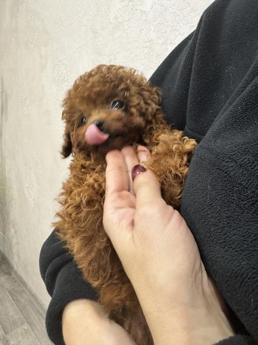 Той пудель китай, дівчинка