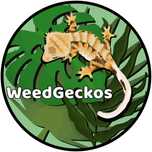 Gekon orzęsiony WeedGeckos samiec samica