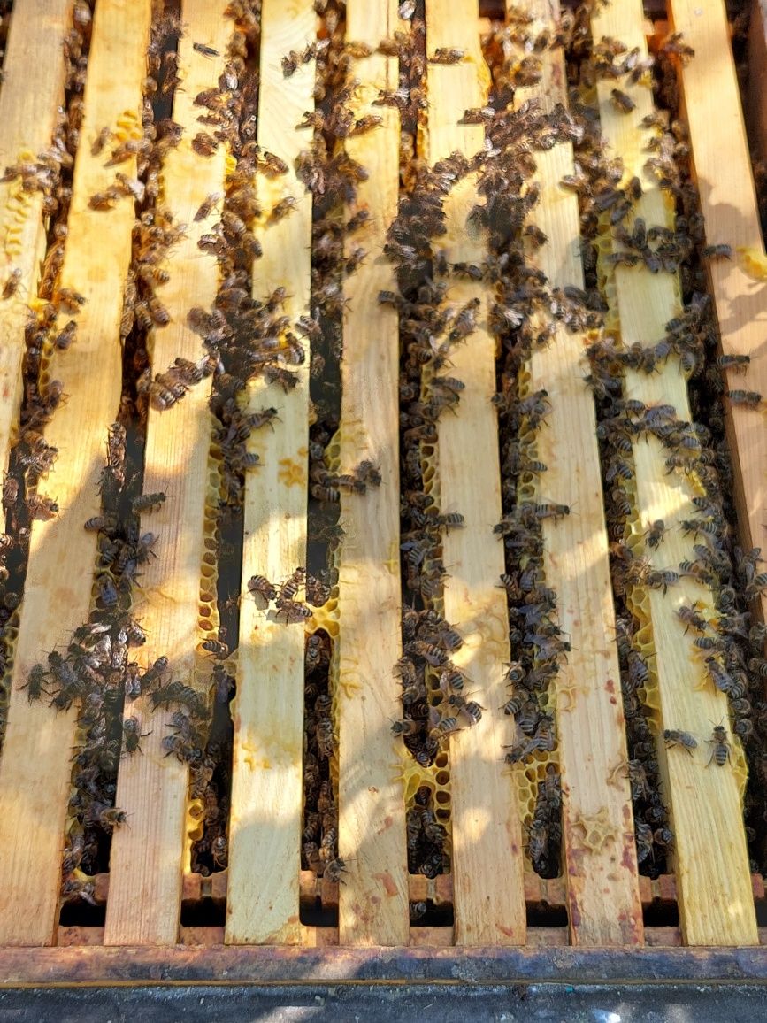Пчёлы, сильні бджолосiм'ї, пчёлосемьи, пчёл, пчёлопакеты, отводки