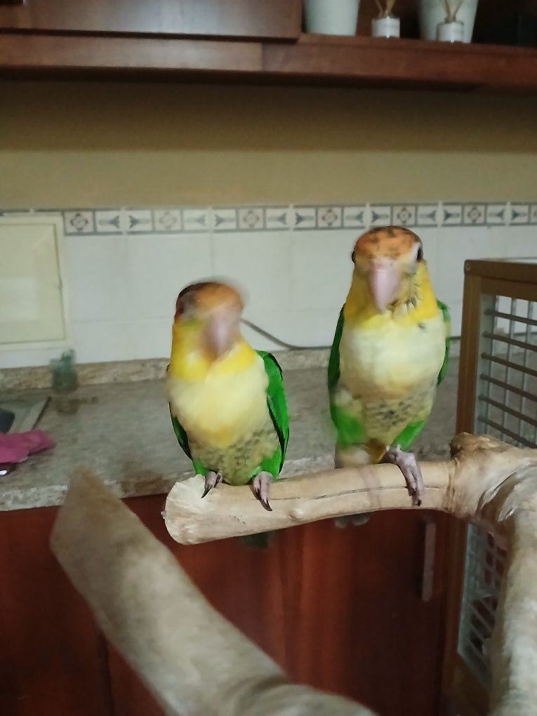 Casal de Pionites leucogaster leucogaster
