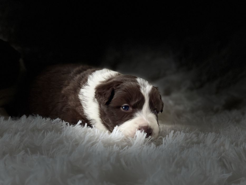 Border collie suczka z badaniami