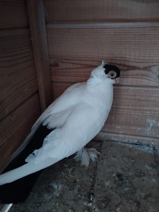 Gołębie ozdobne - krymek