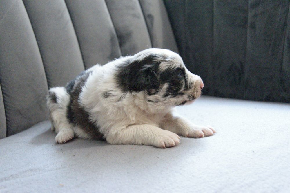 Border collie blue merle suka