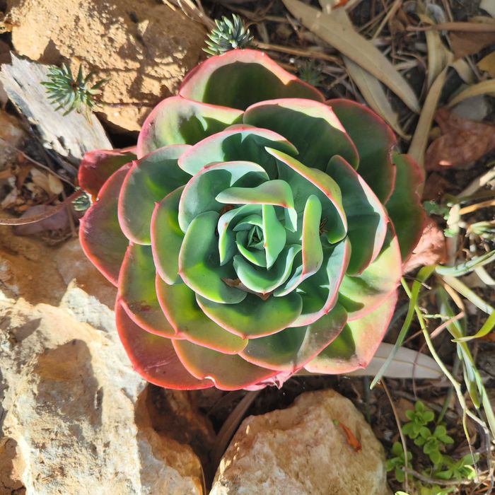 Succulents Grande variação