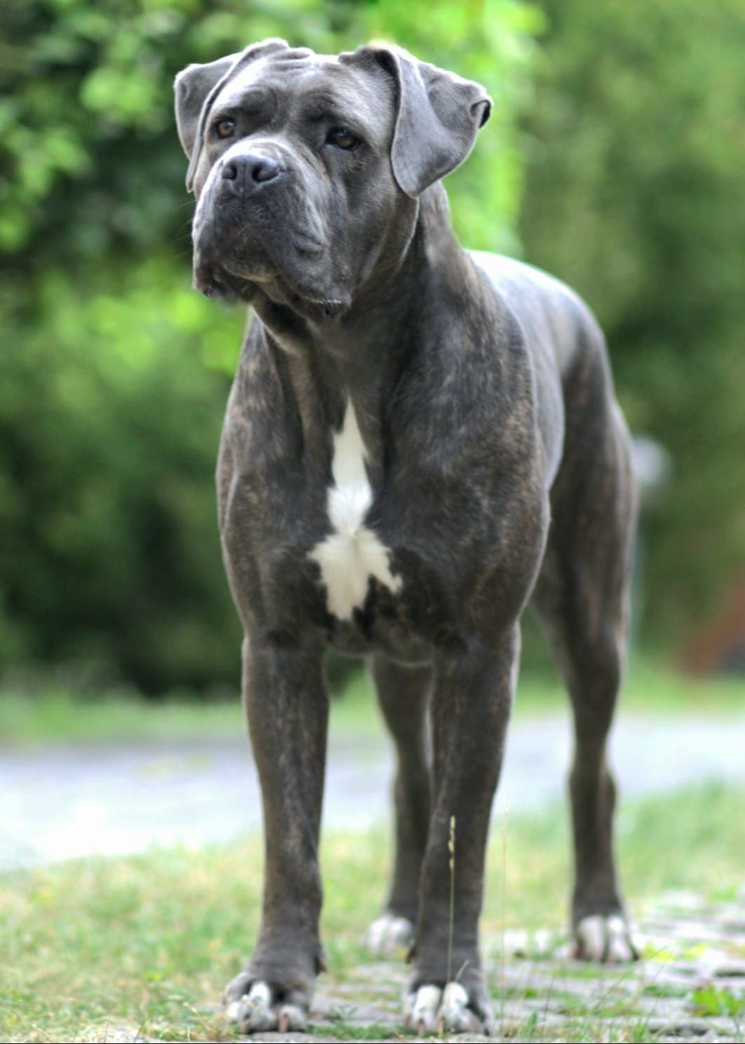 Cane Corso Italiano