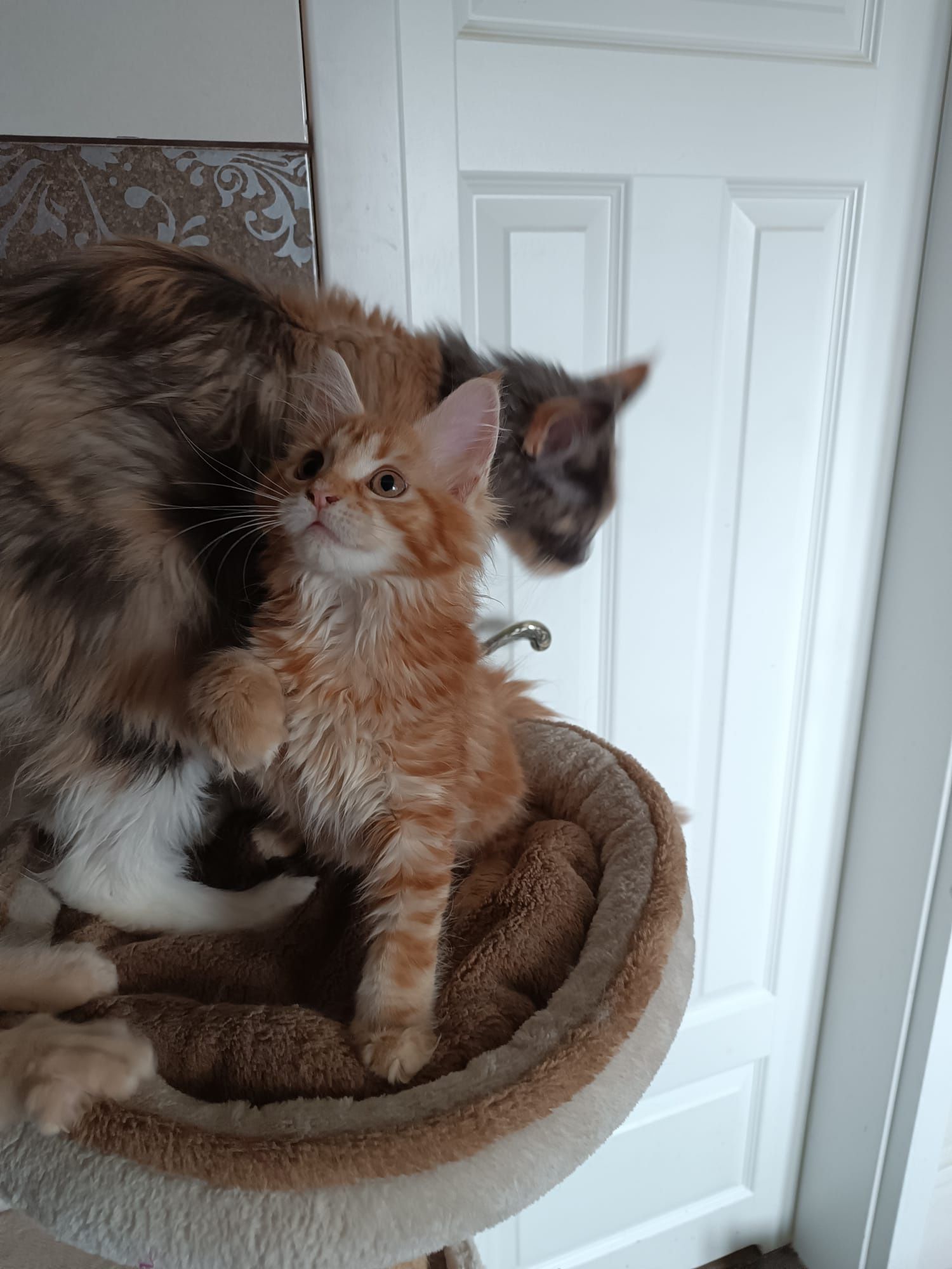 Maine coon FPL.Koteczka,,kot rasowy GOTOWA DO ODBIORU