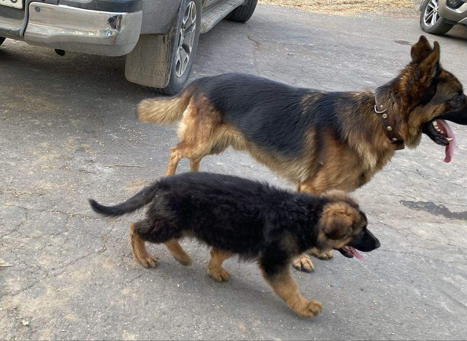 Продам цуценят німецької  вівчарки