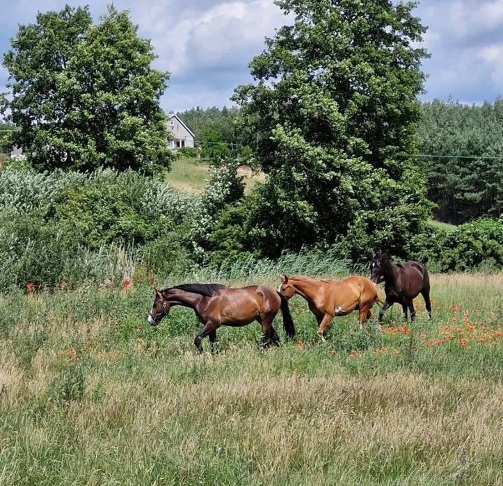 Stajnia Stawiska pensjonat dla koni hotel odchów źrebiąt