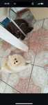 Szpic Miniaturowy Pomeranian Zkwp FCI