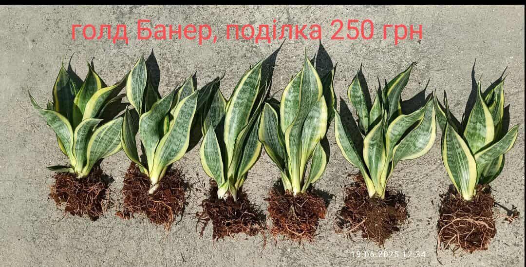 Орхідеї варієгатні і сансевієрії Голандські