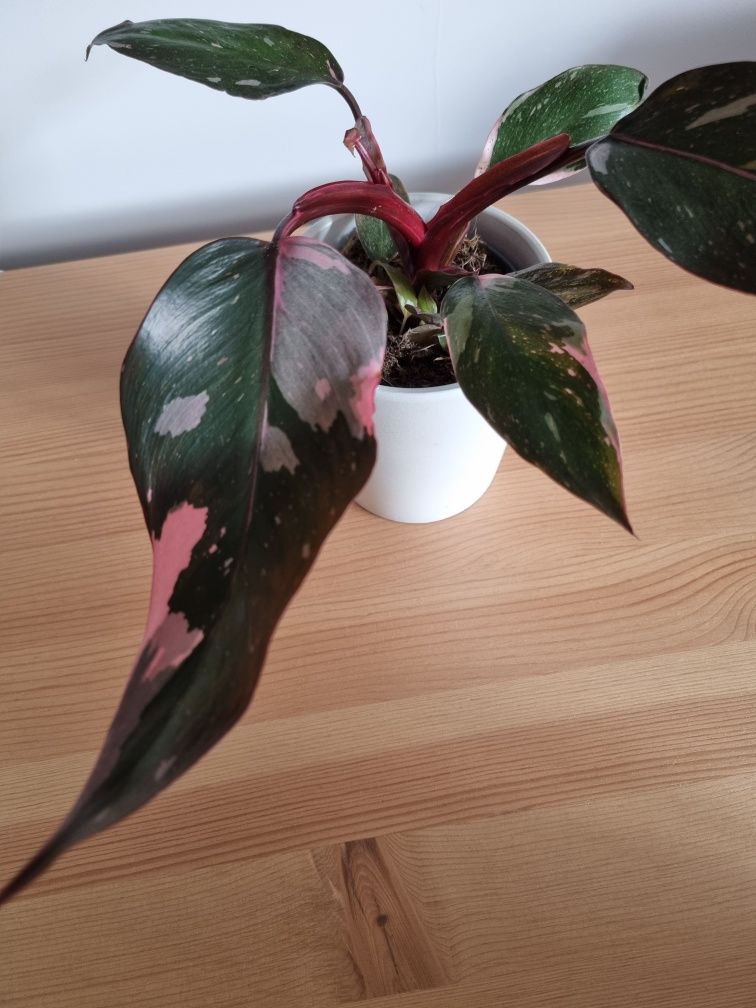 Roślina Philodendron Pink Princess