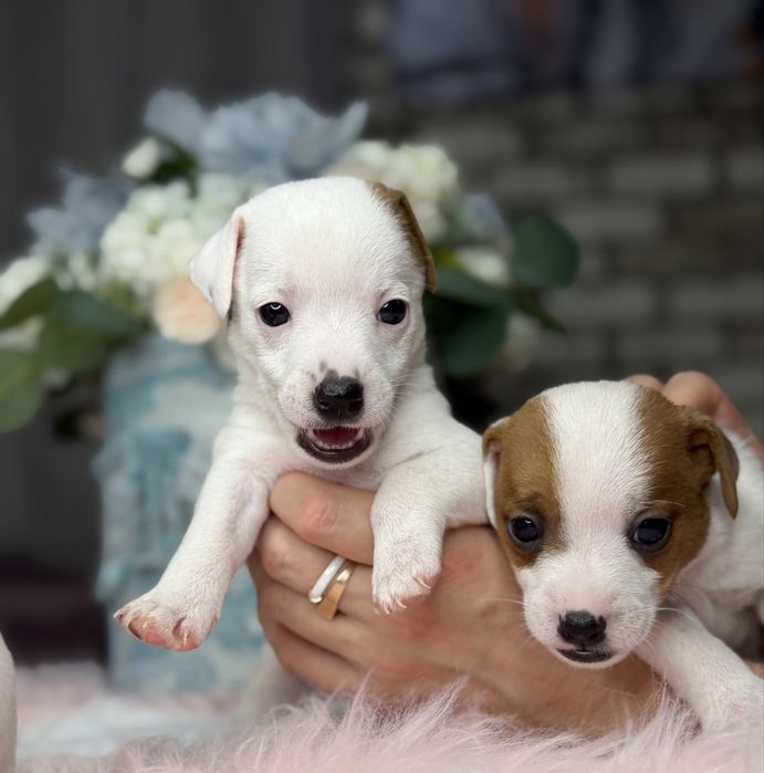 Джек рассел малыши