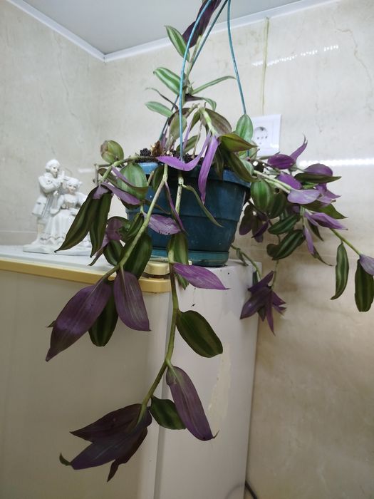 Planta natural Tradescantia zebrina,