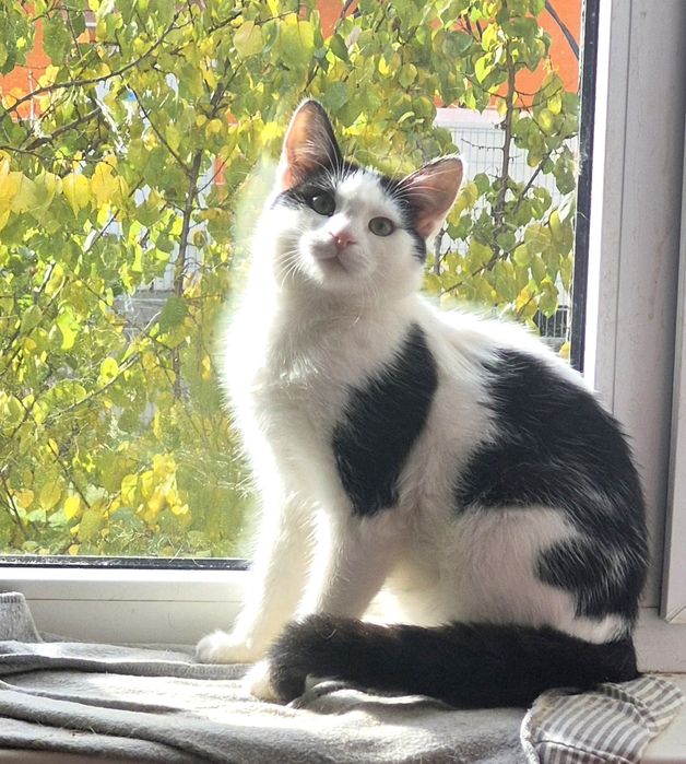 Бесплатно стериллизованный котенок Рикки ищет семью