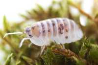 Nesodillo arcangelii “Shiro Utsuri”, równonogi, isopoda