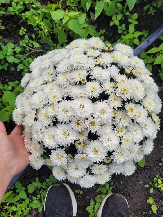 Хризантема мультифлора