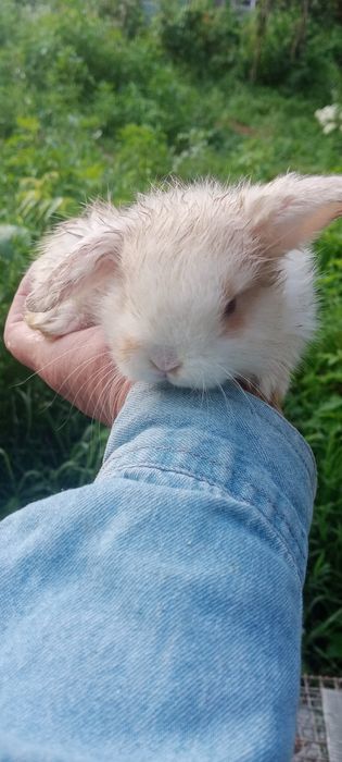 Мінні Лоп, вісловухі та інші торчевухі