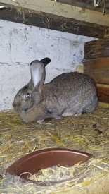 sprzedam kroliki