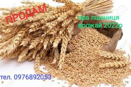 Продам яру пшеницю