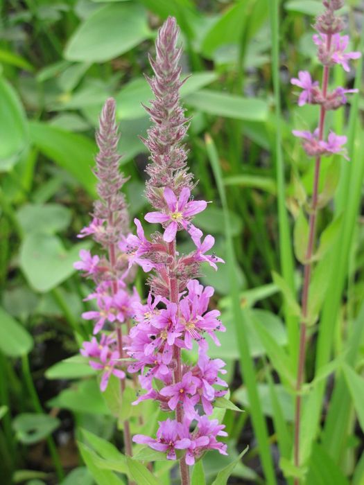 Rośliny wodne, rośliny przybrzeżne , Kamieńsk lesiakowski.pl