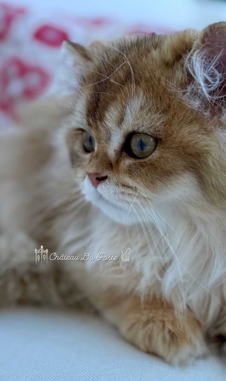 Macho British Longhair | Pedigree & LOP | Companhia