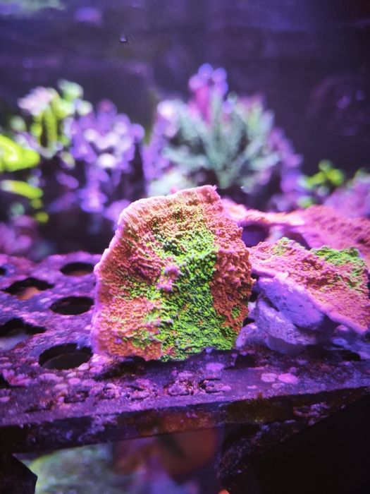 Vários frags corais