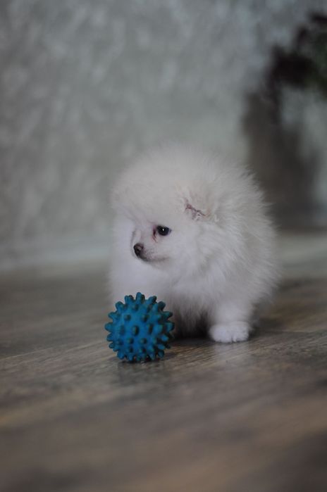 Білосніжні та крем VIP ведмеді