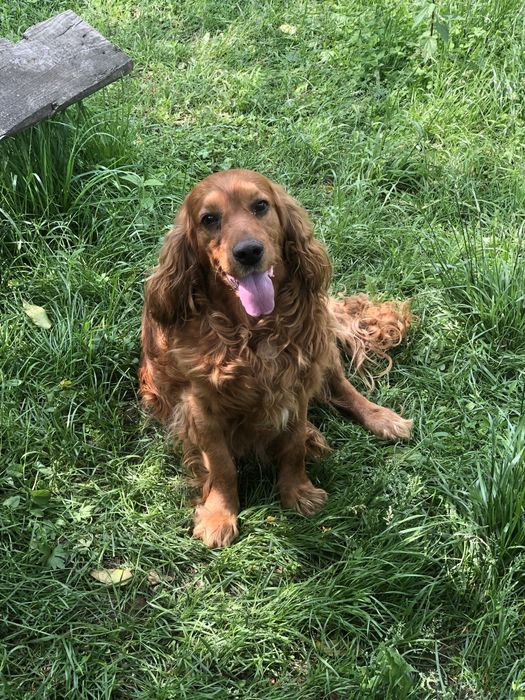 Англійський кокер спаніель