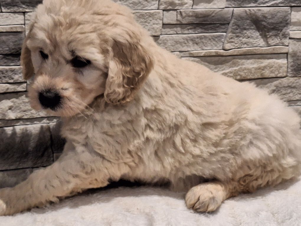 Labradoodle szczenię z dokumentami