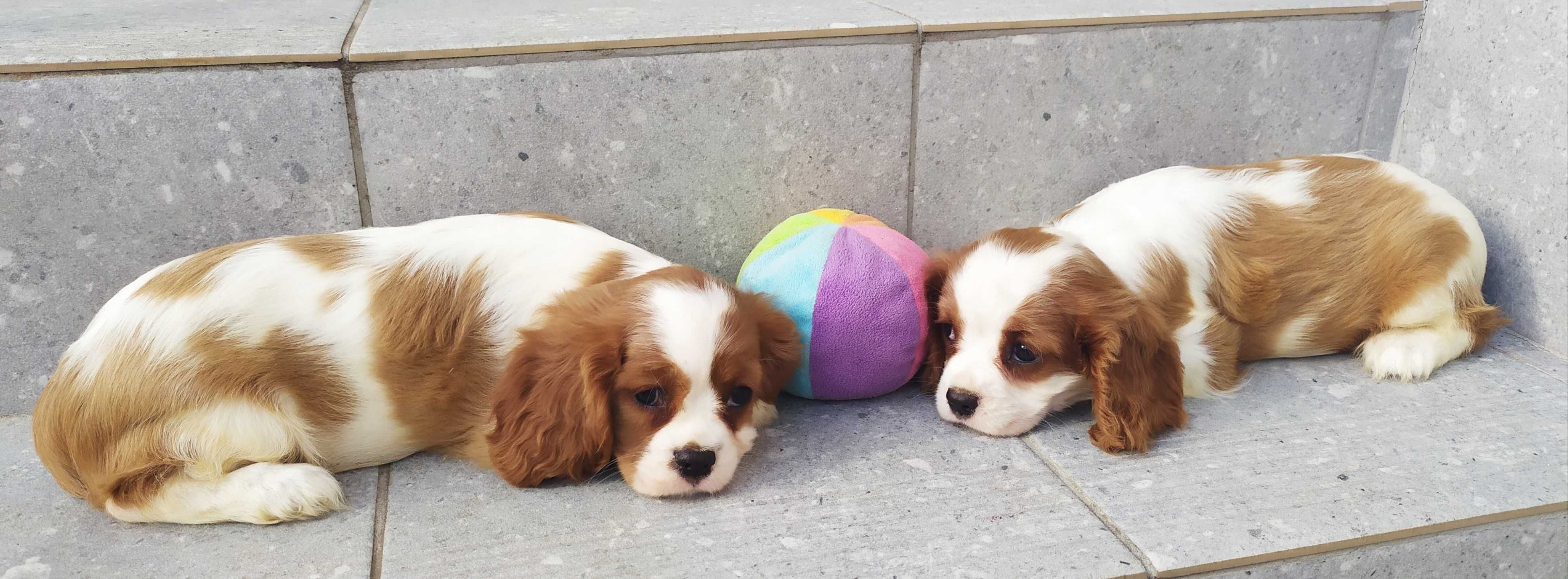 Suczka rasy Cavalier King Charles Spaniel - rodowód ZHPR