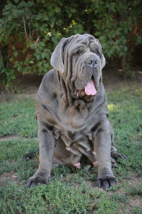 Мастино Наполетано