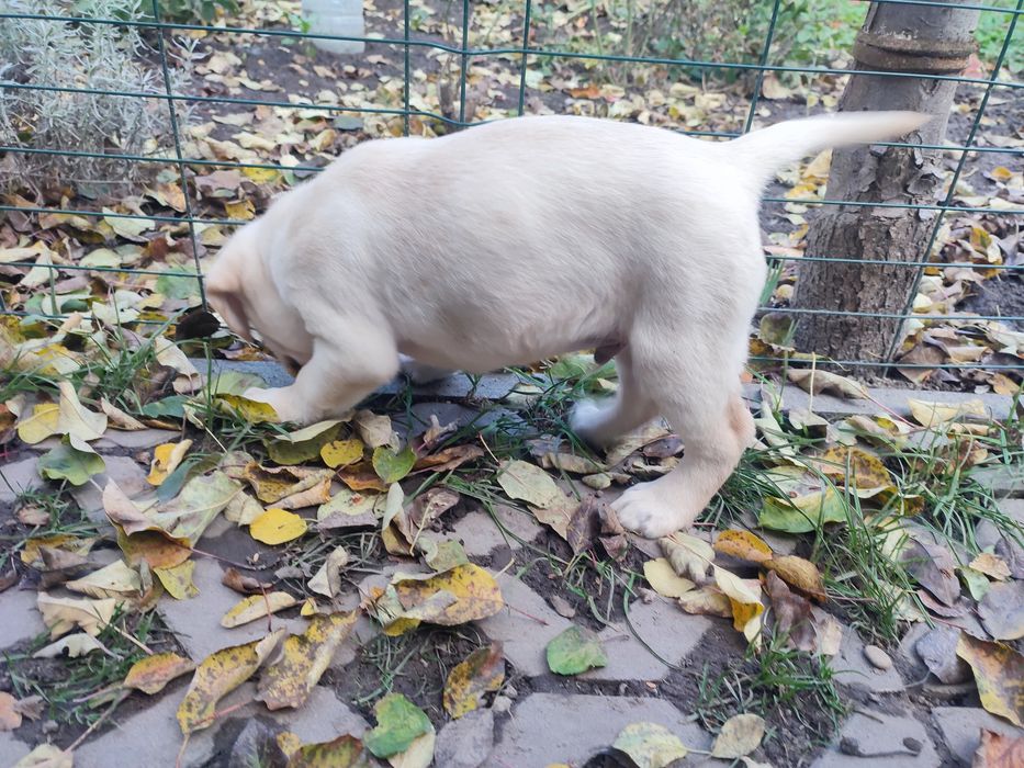 Цуценята Лабрадор